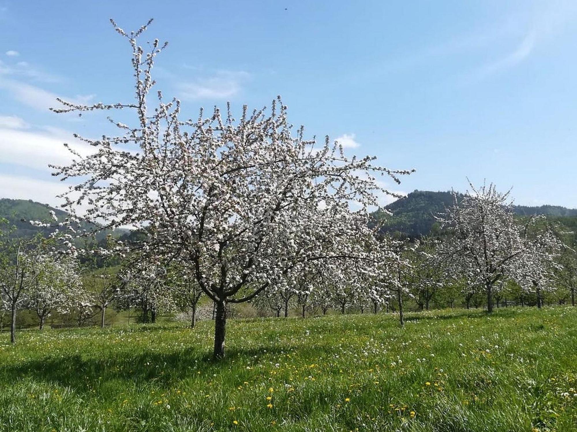 Ferienhof Vordere Alm Oberkirch (Baden) Exterior foto