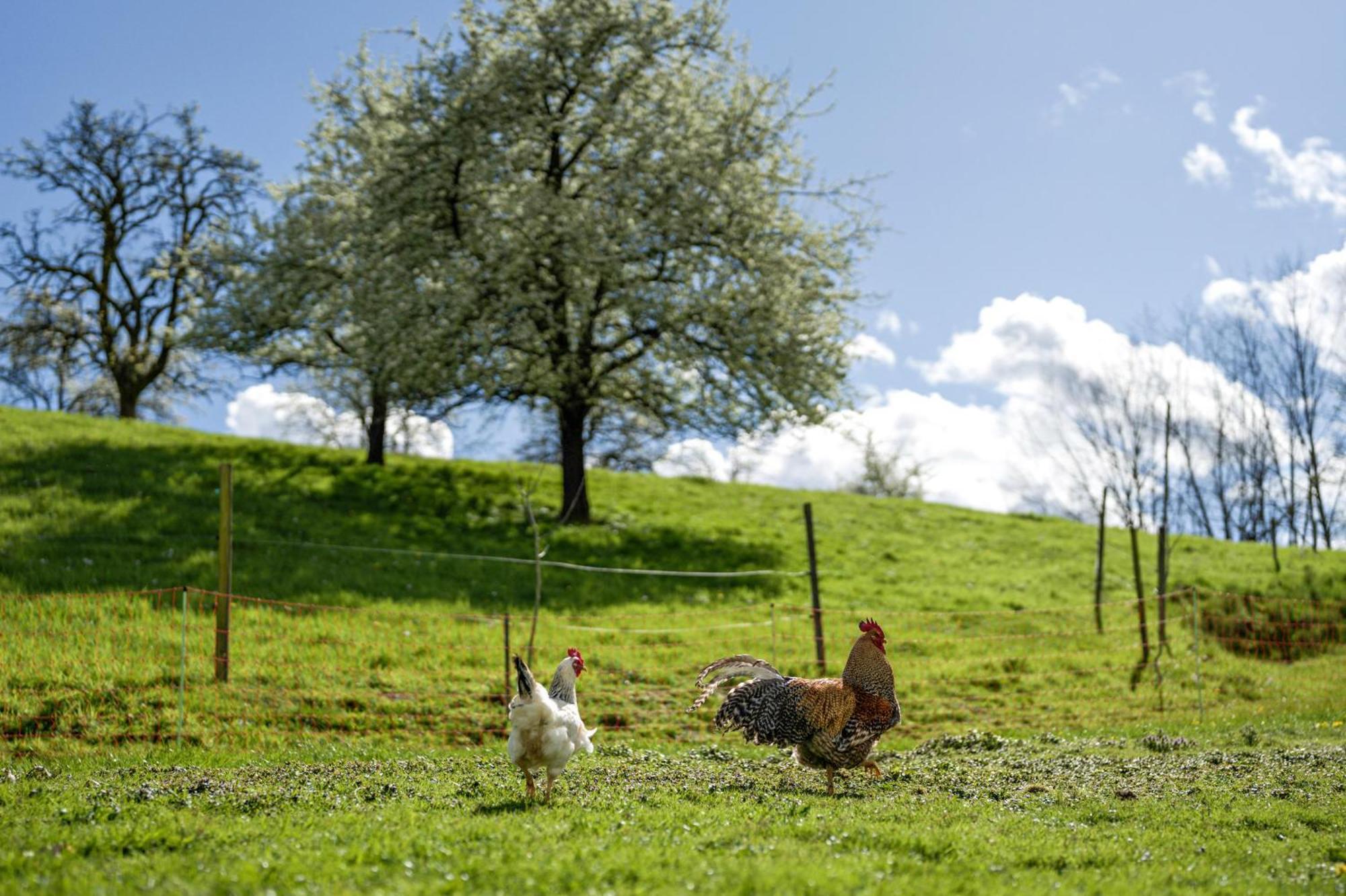 Ferienhof Vordere Alm Oberkirch (Baden) Exterior foto
