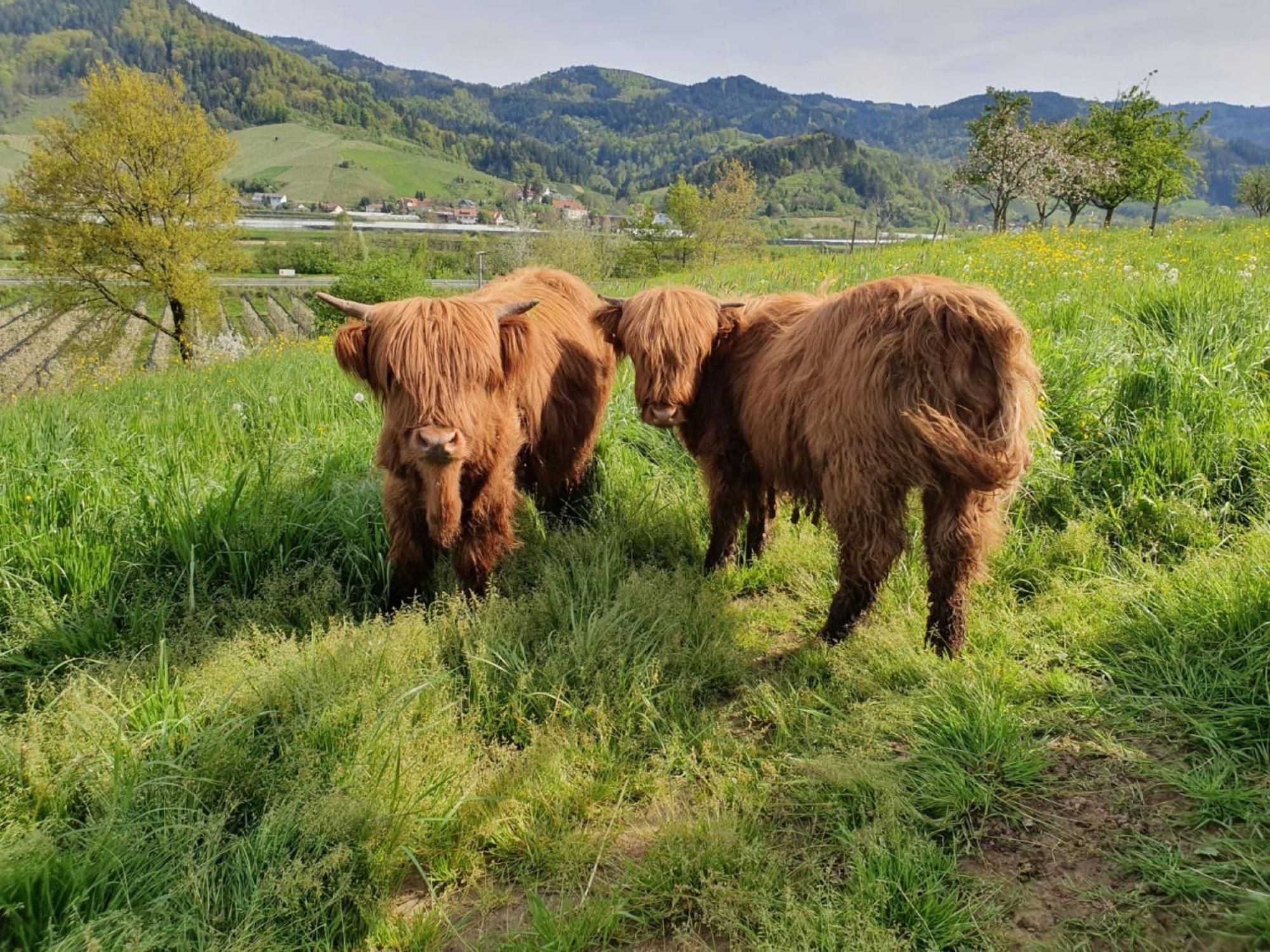 Ferienhof Vordere Alm Oberkirch (Baden) Exterior foto